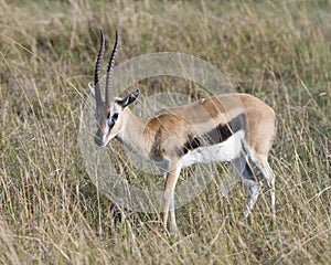 Closeup sideview male Thompson`s Gazelle standing in grass