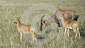 Closeup sideview Mother Topi with 2 calves standing in grass