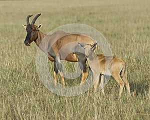 Closeup sideview mother Topi and calf standing in grass with head raised looking toward camera