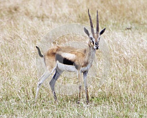 Closeup sideview of one male Thompson Gazelle with antlers standinging in grass with head alertly raised photo