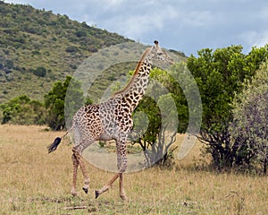 Closeup sideview of one Masai giraffe running through short grass