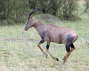 Closeup sideview of a single adult Topi with antlers running in grass