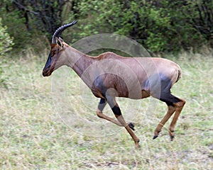 Closeup sideview of a single adult Topi with antlers running in grass