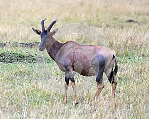 Closeup sideview of a single adult Topi with antlers standing in grass