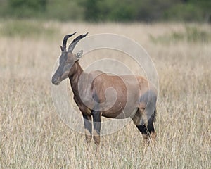 Closeup sideview of a single adult Topi with antlers standing in grass