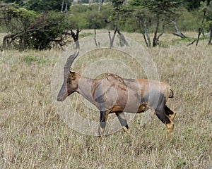 Closeup sideview of a single adult Topi with antlers walking in grass