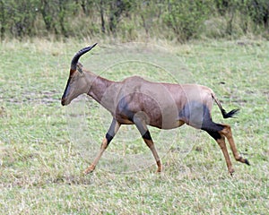 Closeup sideview of a single adult Topi with antlers walking in grass