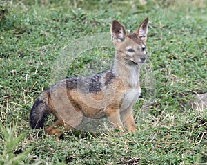 Closeup sideview of a single black-backed jackal cub standing in green grass looking alertly forward photo
