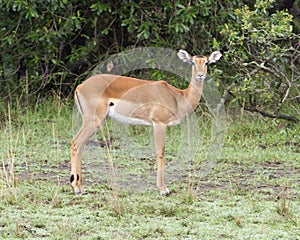 Closeup sideview of a single female impala standing in green grass