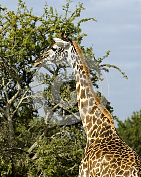 Closeup sideview of single giraffe standing with a tree in the background