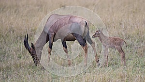 Closeup sideview of a single Topi calf behind mother standing in grass