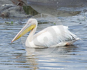 Closeup sideview of a single white pelicans swimming in a water hole with one partially submerged hippo in the background