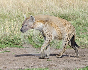 Closeup sideview of spotted hyena walking a dirt path looking forward