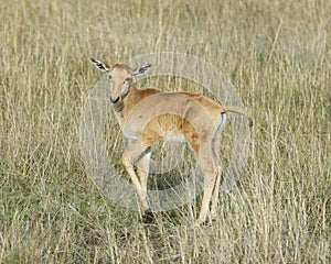 Closeup sideview Topi and calf standing in grass with head raised looking toward camera