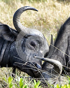 Closeup sideview of two cape buffalo heads butting each other photo