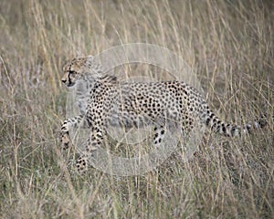 Closeup sideview of young cheetah running through grass looking forward