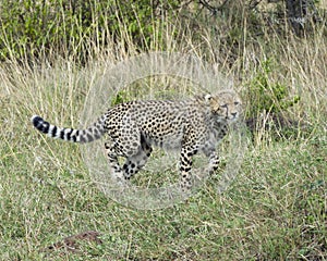 Closeup sideview of young cheetah running through grass looking forward