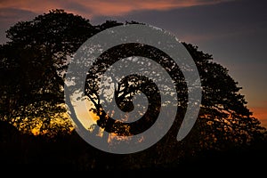 Closeup silhouette of big old tree with twilight sky background