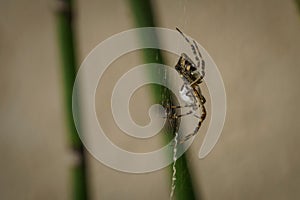 Closeup of a Silver argiope spider on the spider web