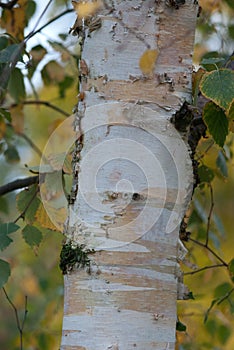 Closeup of a Silver Birch tree