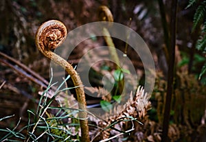 Closeup of a silver fern unfurling growing outdoor