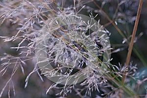 Closeup silver Kentucky bluegrass in meadow in autumn