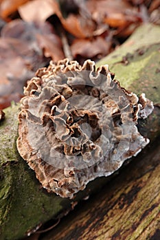 Closeup on a silver leaf mushroom, Chondrostereum purpureum on fallen wood