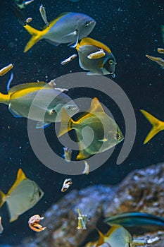 Closeup of silver moonyfish in an aquarium