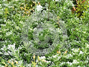 Silver Mound Artemisia