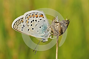 Closeup of Silver-studded Blue (Plebejus argus) butterfl with closed wings