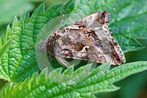 Closeup on the Silver Y moth , Autographa gamma sitting