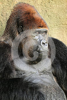 Closeup of a Silverback Gorilla