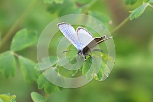 Closeup of a Silvery Blue Gossamer butterfly