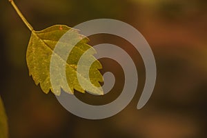 Closeup of a single autumn leaf on the tree