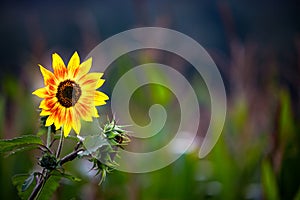 Closeup of single beautiful sunflower Helianthus annuus