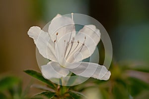 Closeup single beautiful white flower or Rhododendron