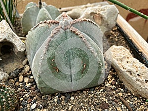 Closeup on a single bishop's cap cactus Astrophytum myriostigma