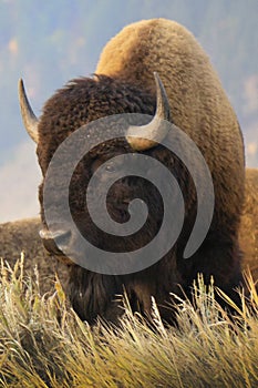 A closeup of a single bison standing on a hill on Mormon Row in Grand Teton National Park in Wyoming.