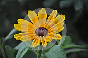 Closeup of a Single Black Eyed Susan Flower Blooming in a Garden