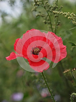 Closeup of a single blooming poppy flower