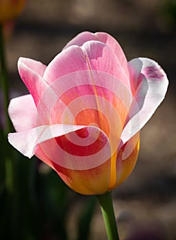 Closeup of single bright pink and yellow  Tulipa Tom Pouce triumph tulip in sunlight