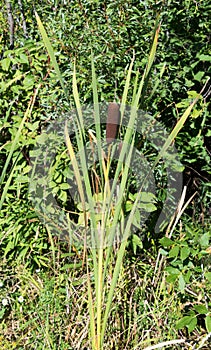 Closeup of Single bulrush plant typha in a swamp