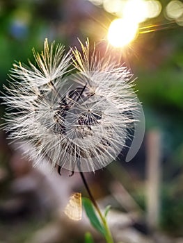 Closeup single dandelion seed