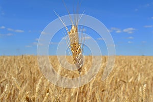 Closeup of single ear of wheat. In the background a field of grain, horizon and a  blue sky