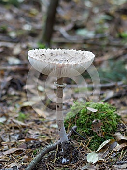 Closeup of single edible parasol mushroom or macrolepiota procera growing on forest ground, Berlin, Germany