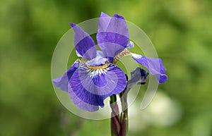 Portrait of Purple Siberian Iris flower