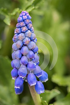 Closeup of a single grape hyacinth flower in spring