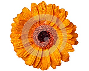 Closeup single orange Gerbera daisy flower isolated on white background with clipping path. Top view. Flat lay.