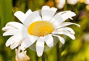 Closeup single Oxeye Daisy with yellow disc and white rays