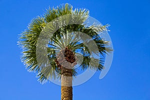 Single Palm Tree Against a Blue Sky